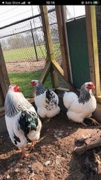 Wyandotte’s krielkippen en haan., Dieren en Toebehoren