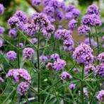 IJzerhard Verbena bonariensis, Ophalen of Verzenden, Overige soorten, Volle zon