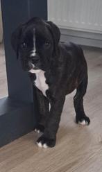 Boxer pup reutje, Dieren en Toebehoren, CDV (hondenziekte), 8 tot 15 weken, Eén hond, Nederland