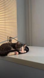 Europees-Korthaar Kittens Te Koop, Meerdere dieren, Kortharig, 0 tot 2 jaar