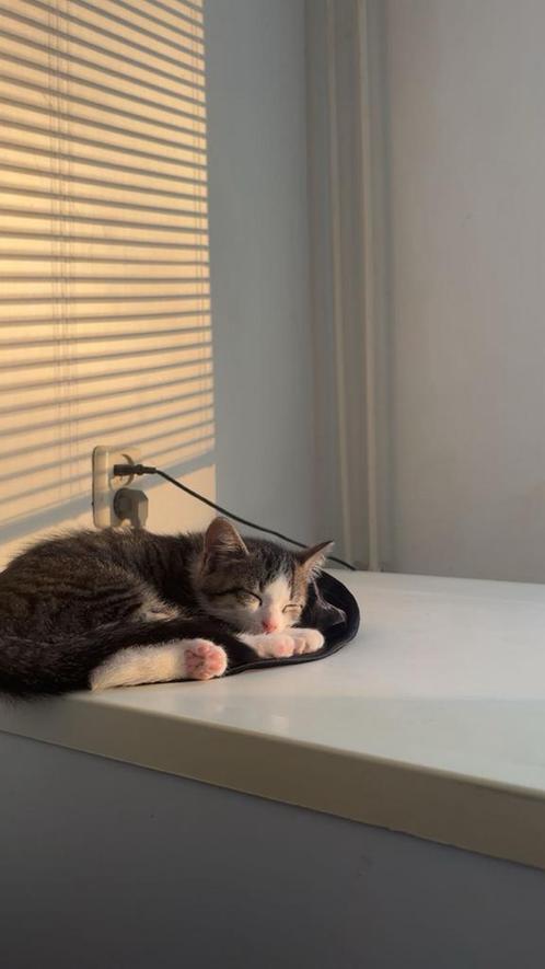 Europees-Korthaar Kittens Te Koop, Dieren en Toebehoren, Katten en Kittens | Overige Katten, Kortharig, Meerdere dieren, 0 tot 2 jaar