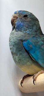 Splendid, Dieren en Toebehoren, Vrouwelijk, Parkiet