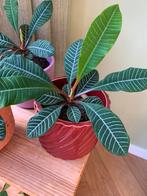 Madagascar Jewel planten met pot, Ophalen, Overige soorten, Minder dan 100 cm