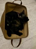 Twee katjes - kattin/katertje, Dieren en Toebehoren, Katten en Kittens | Overige Katten, Meerdere dieren, Kortharig, 0 tot 2 jaar