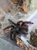 Caribena versicolor volwassen mannen, Dieren en Toebehoren, Insecten en Spinnen, Spin of Schorpioen