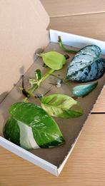 Stekjesbox Monstera variegata, Huis en Inrichting, Kamerplanten, Ophalen, Halfschaduw, Minder dan 100 cm