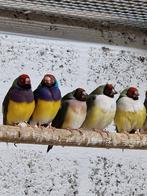 Gouldamadines, Dieren en Toebehoren, Vogels | Overige Vogels, Meerdere dieren
