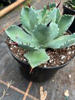 Agave potatorum pot17xm, Ophalen of Verzenden, Overige soorten, Volle zon