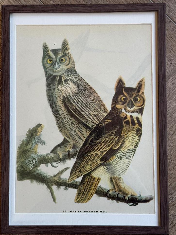 1947 UIL - Amerikaanse Oehoe Great Horned Owl, Antiek en Kunst, Kunst | Etsen en Gravures, Ophalen of Verzenden