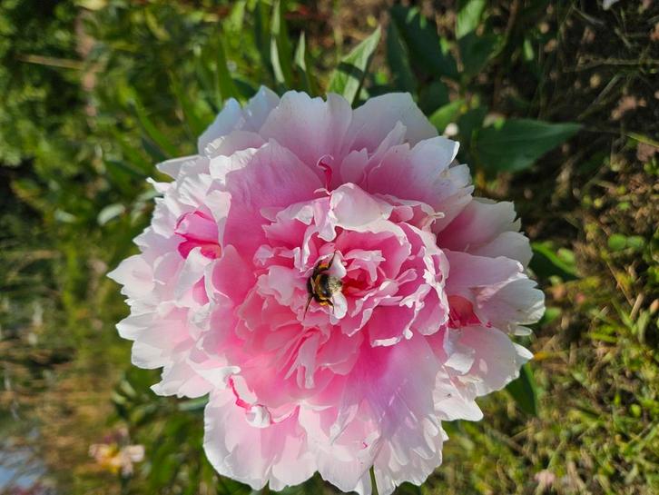 Onbespoten Pioenrozen. Op biologische wijze geteeld, Tuin en Terras, Planten | Tuinplanten, Overige soorten, Volle zon, Ophalen