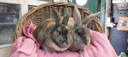 Koppel BENNY & LILY uit de opvang zoeken een tehuis!, Dieren en Toebehoren, Konijnen, Meerdere dieren
