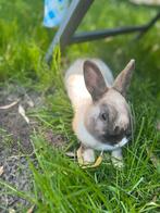 Twee konijntjes (broertjes), Dieren en Toebehoren, Konijnen, Mannelijk, Dwerg, Hangoor, 0 tot 2 jaar