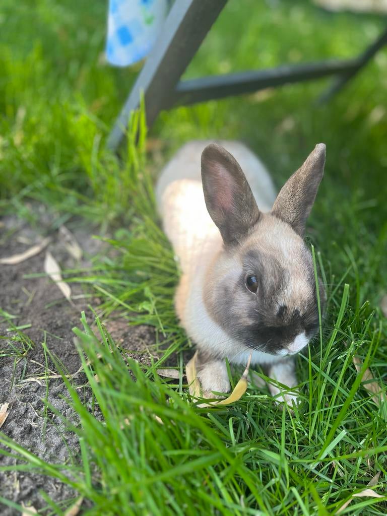 Twee konijntjes (broertjes), Dieren en Toebehoren, Konijnen, Dwerg, Mannelijk, 0 tot 2 jaar, Hangoor