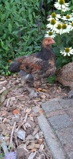 Brahma haantjes (grote Brahma), Dieren en Toebehoren, Mannelijk, Kip