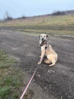 Carla zoekt dringend haar forever home!, Dieren en Toebehoren, Honden | Niet-rashonden, Particulier, Rabiës (hondsdolheid), 1 tot 2 jaar