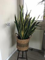 Prachtige Vrouwentongen (Sanseveria) met mand/pot, Vetplant, 100 tot 150 cm, Ophalen of Verzenden, In pot