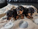 Kanichen teckelpups black en than, Kaninchen, 8 tot 15 weken, Korthaar, Meerdere