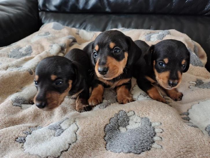 Kanichen teckelpups black en than, Dieren en Toebehoren, Honden | Teckels en Dashonden, Meerdere dieren, Korthaar, Kaninchen, Particulier