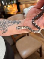 zeer mooie slangen, Dieren en Toebehoren, Reptielen en Amfibieën, Slang