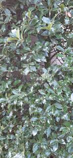 Hulst, Ophalen, Hulst, Struik, 250 cm of meer