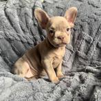 Franse bulldog pups met arfe stamboom, Dieren en Toebehoren, Honden | Bulldogs, Pinschers en Molossers, 8 tot 15 weken, Meerdere
