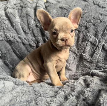 Franse bulldog pups met arfe stamboom beschikbaar voor biedingen