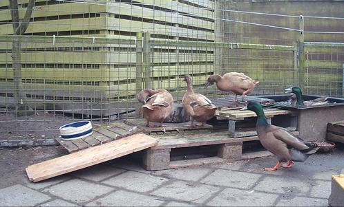 Khaki Campbell broedeieren, Dieren en Toebehoren, Pluimvee, Eend, Geslacht onbekend