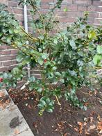 Gratis hulst (?) struiken 2 stuks, Ophalen, Hulst, Struik, Minder dan 100 cm