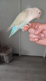 Lieve mooie dwergpapegaai incl. kooi!, Geslacht onbekend, Dwergpapegaai of Agapornis, Tam