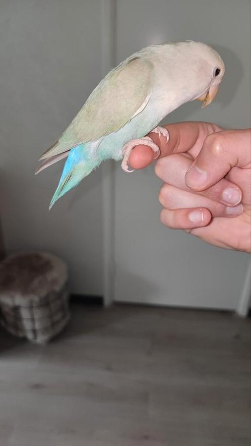 Lieve mooie dwergpapegaai incl. kooi!, Dieren en Toebehoren, Vogels | Parkieten en Papegaaien, Dwergpapegaai of Agapornis, Geslacht onbekend