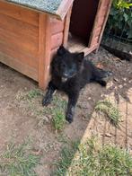 Dwergkees teefje, Dieren en Toebehoren, Honden | Poolhonden, Keeshonden en Oertypen, Keeshond, 8 tot 15 weken, CDV (hondenziekte)
