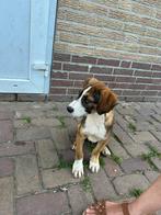 Kruising (boxer?) pup reu 4 maanden, Particulier, Rabiës (hondsdolheid), 15 weken tot 1 jaar, Reu