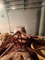 Dwerghamsters, Dieren en Toebehoren, Knaagdieren, Hamster, Meerdere dieren, Tam, Oktober