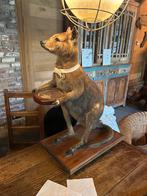 Antieke Opgezette Wallaby met Schaal, Ophalen of Verzenden