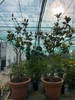 Magnolia boom in Terracotta pot, Ophalen, Volle zon
