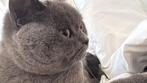 Britse korthaar 2 jaar, Dieren en Toebehoren, Poes, Gechipt, 0 tot 2 jaar