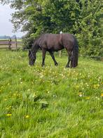 Stalling aangeboden all in, Dieren en Toebehoren, Stalling en Weidegang, Stalling