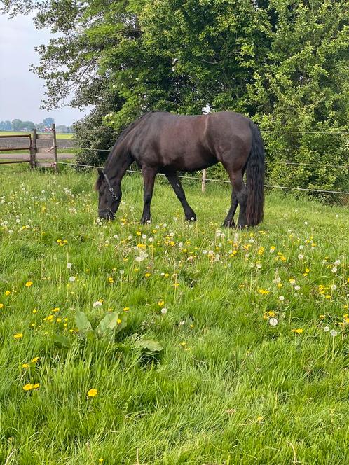 Stalling aangeboden all in, Dieren en Toebehoren, Stalling en Weidegang, Stalling