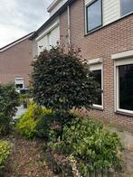 Mooie rode beuk (op stam) te koop, Tuin en Terras, Planten | Bomen, Bloeit niet, 100 tot 250 cm, Ophalen, Volle zon