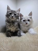 Siberische kittens nog 2 Beschikbaar