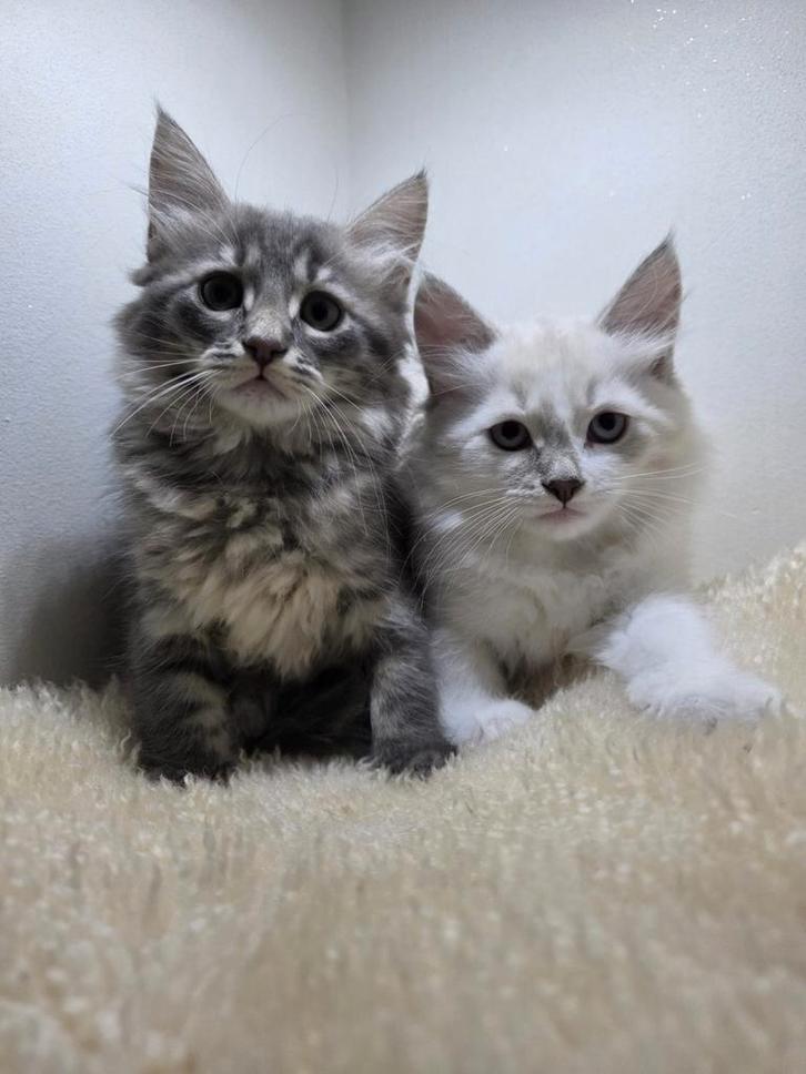 Siberische kittens nog 2 Beschikbaar, Dieren en Toebehoren, Katten en Kittens | Dekkaters