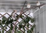 Witstuit Barmsijzen, Dieren en Toebehoren, Meerdere dieren, Geringd