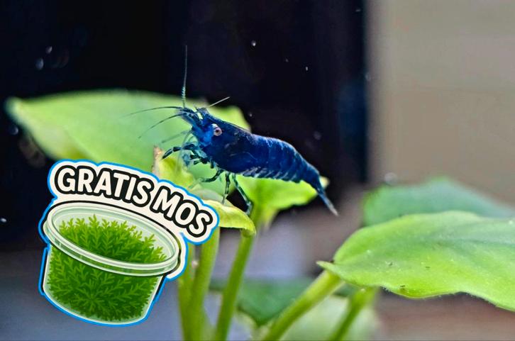 Neocaridina Blue Dream Garnalen | ☘️Gratis Mos☘️, Dieren en Toebehoren, Vissen | Aquariumvissen, Zoetwatervis, Kreeft, Krab of Garnaal