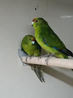 Koppel geelvoorhoofd kakarikies, Meerdere dieren, Parkiet