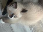 Ragdoll kitten te koop, Dieren en Toebehoren, Katten en Kittens | Raskatten | Langhaar, Kater, Gechipt
