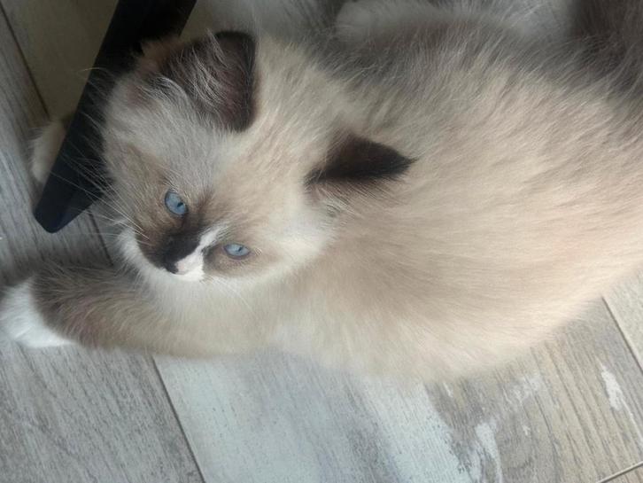Ragdoll kitten te koop, Dieren en Toebehoren, Katten en Kittens | Raskatten | Langhaar, Kater, Gechipt, Ontwormd