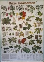 3 oude schoolplaten van THIEME - ZUTPHEN, Antiek en Kunst, Ophalen, Natuur en Biologie