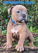 Uitzetgezin gezocht voor 1 reutje en 1 teefje, Dieren en Toebehoren, Reu, CDV (hondenziekte), 8 tot 15 weken, Bulldog