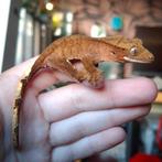 Prachtige dalmatian wimpergekko/crested gecko pos vrouw(0.1), Dieren en Toebehoren, Hagedis, 0 tot 2 jaar