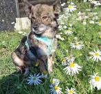 KLEIN BEERTJE MENSGERICHT LIEF TEEFJE VERBLIJFT IN NL, 6 jaar of ouder, Particulier, Rabiës (hondsdolheid), Buitenland